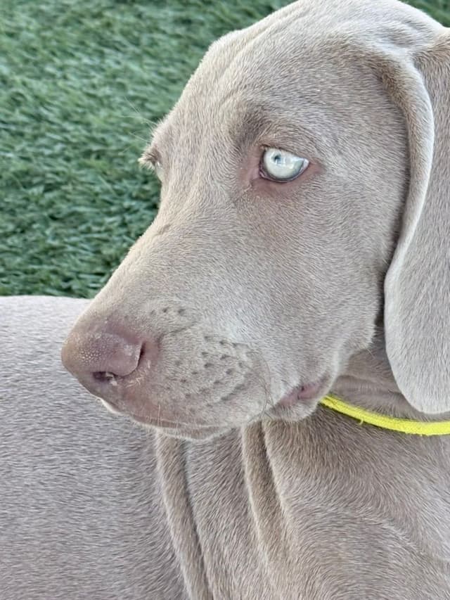 Desert Crest Weimaraners media 3