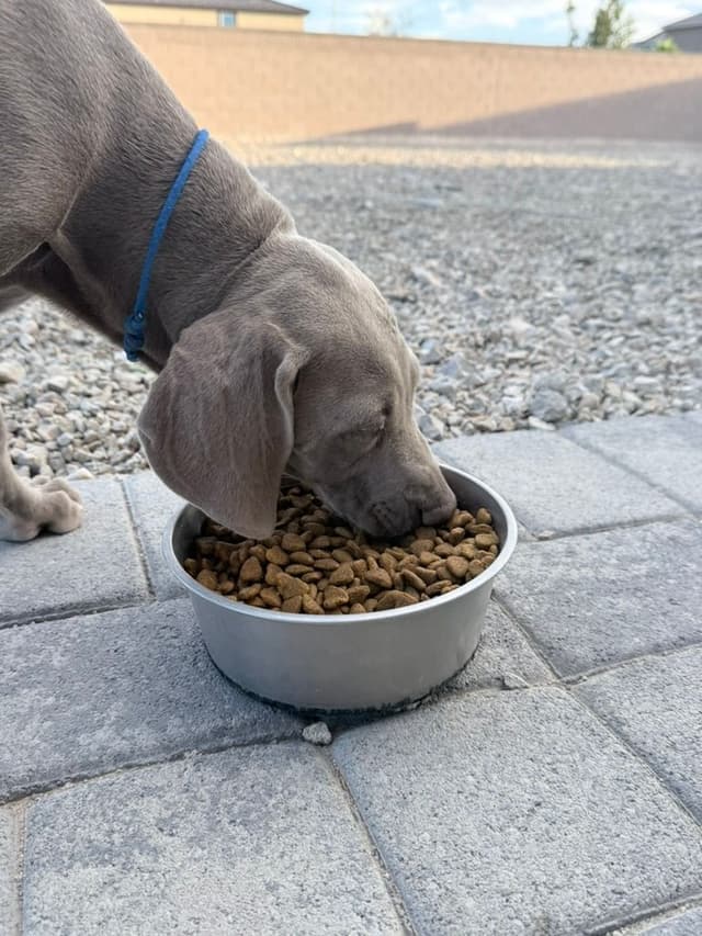 Desert Crest Weimaraners media 6