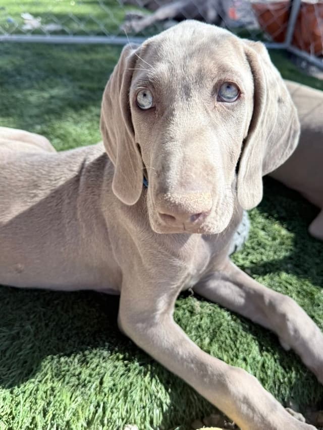 Desert Crest Weimaraners media 5