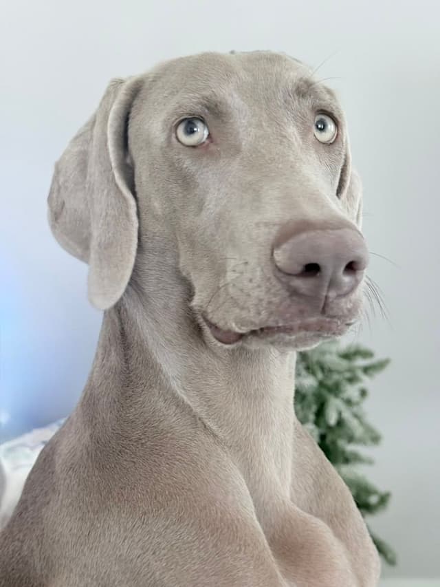 Desert Crest Weimaraners media 7