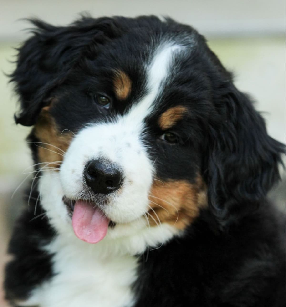 Alpenglow Mountain Dogs - Litter Reserved breeder image 4