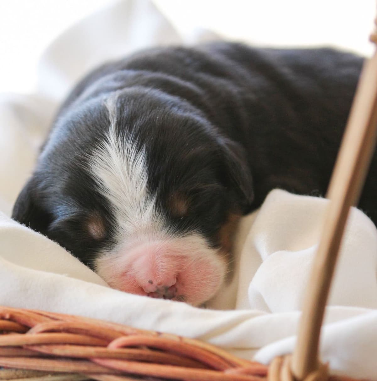 Alpenglow Mountain Dogs - Litter Reserved breeder image 3