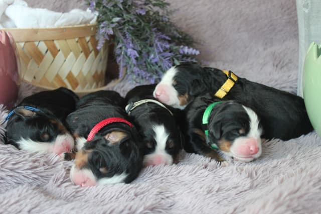 Alpenglow Mountain Dogs - Litter Reserved media 16