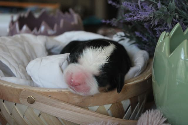 Alpenglow Mountain Dogs - Litter Reserved media 15