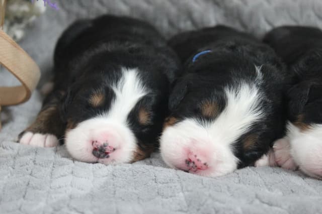 Alpenglow Mountain Dogs - Litter Reserved media 12