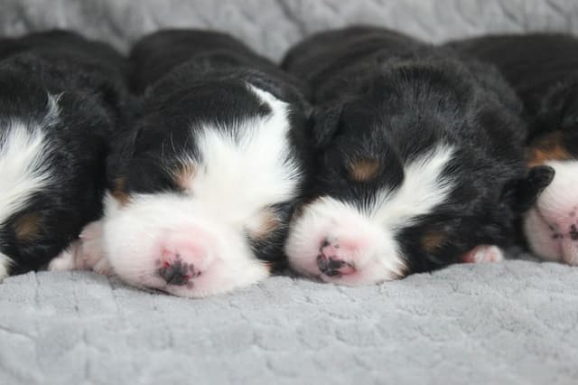 Alpenglow Mountain Dogs - Litter Reserved media 13