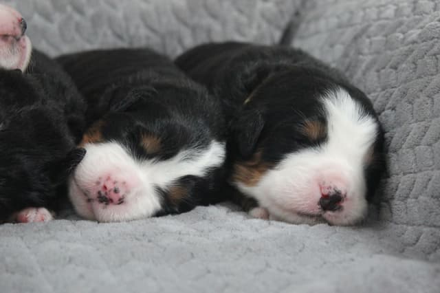 Alpenglow Mountain Dogs - Litter Reserved media 14