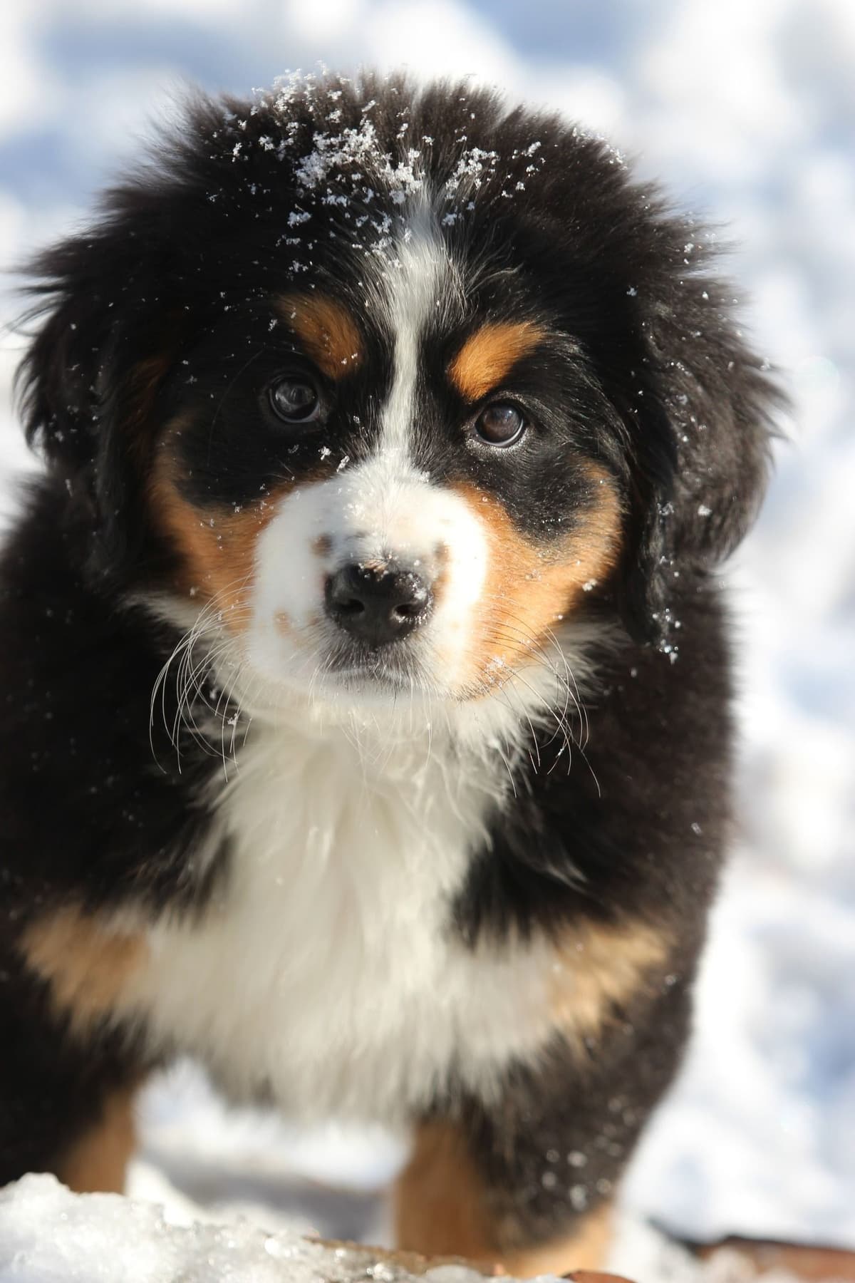 Alpenglow Mountain Dogs - Litter Reserved breeder image 1