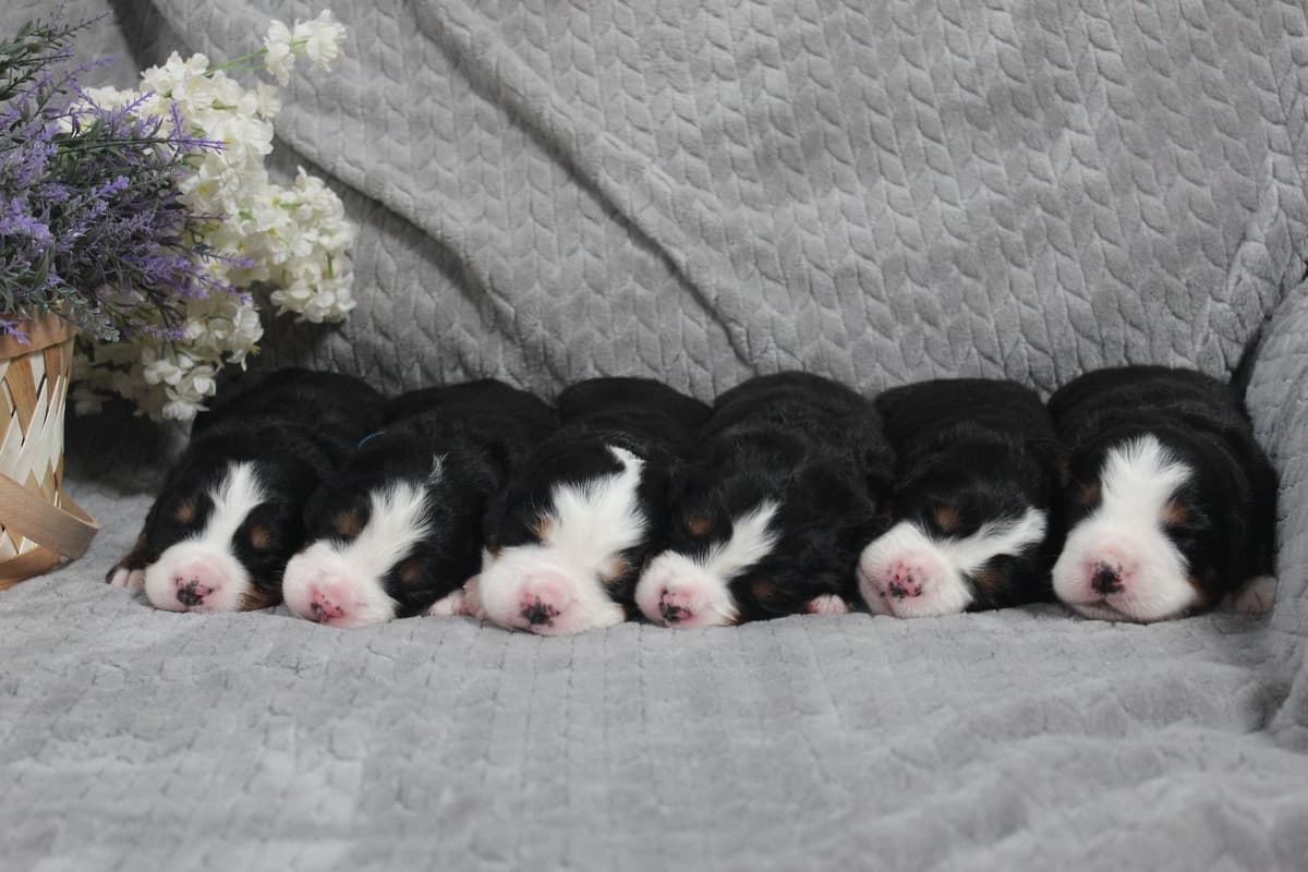Alpenglow Mountain Dogs - Litter Reserved breeder image 6