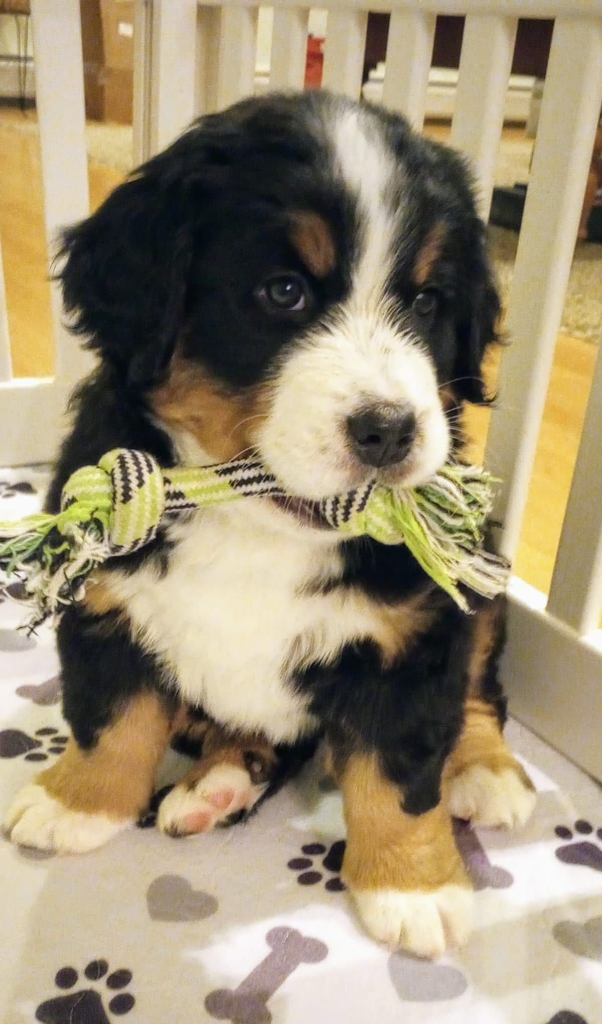 Alpenglow Mountain Dogs - Litter Reserved breeder image 7