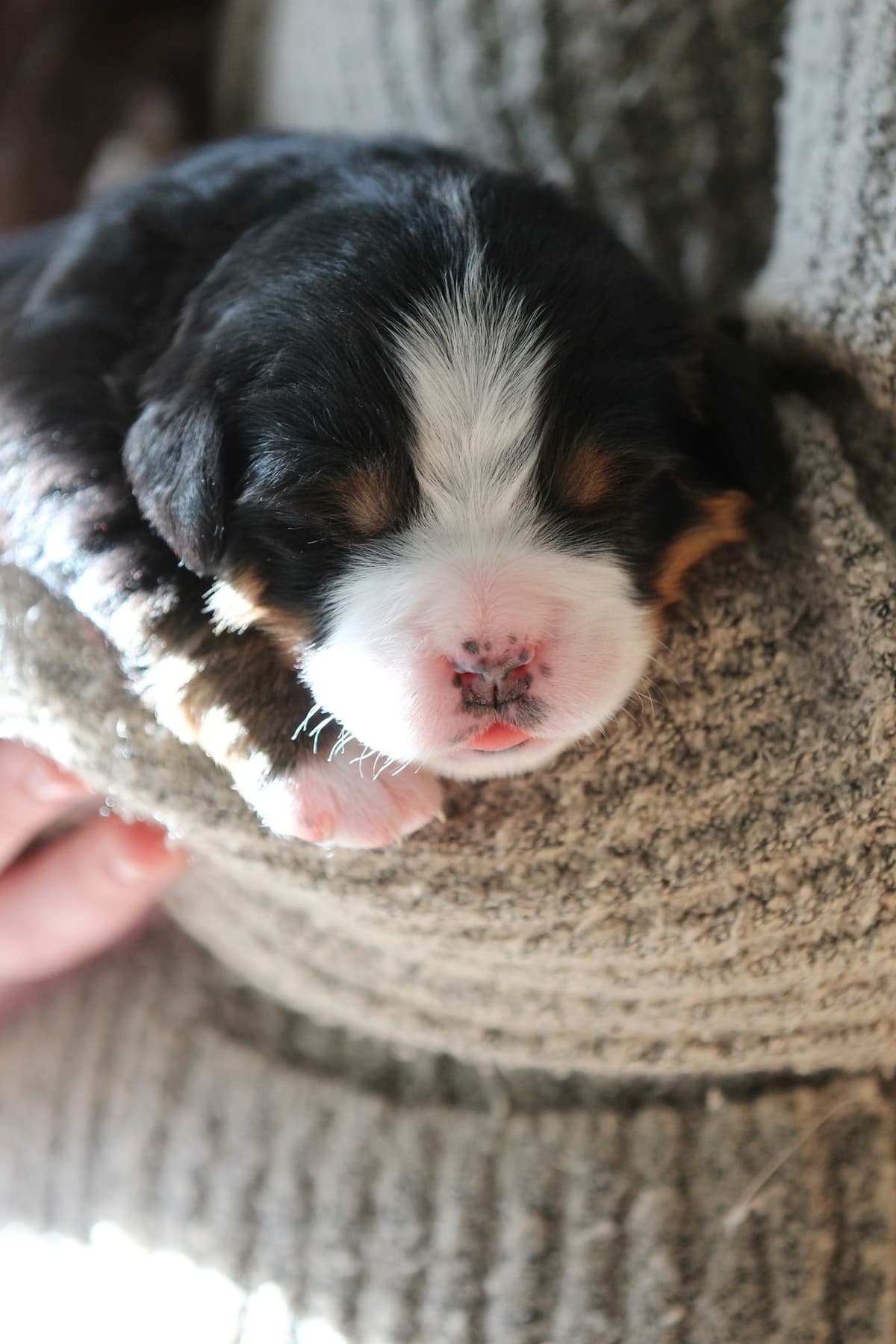 Alpenglow Mountain Dogs - Litter Reserved breeder image 8