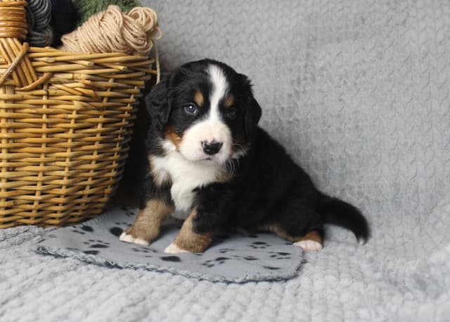 Alpenglow Mountain Dogs - Litter Reserved media 5