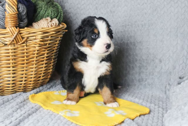 Alpenglow Mountain Dogs - Litter Reserved media 6