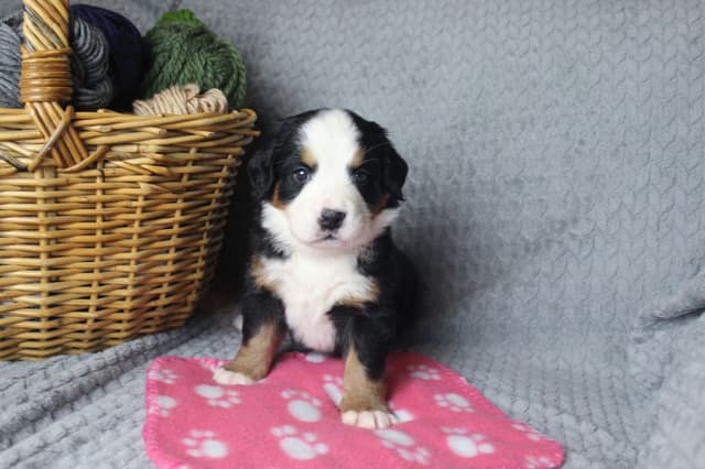 Alpenglow Mountain Dogs - Litter Reserved media 7