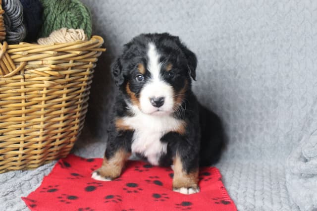 Alpenglow Mountain Dogs - Litter Reserved media 8