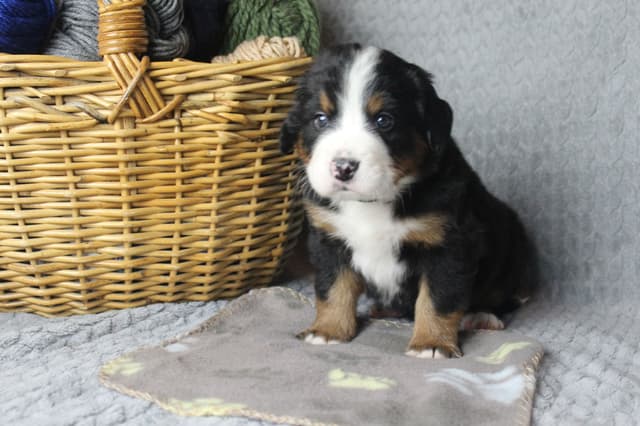 Alpenglow Mountain Dogs - Litter Reserved media 9
