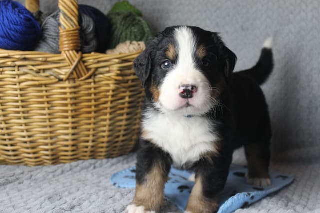 Alpenglow Mountain Dogs - Litter Reserved media 10