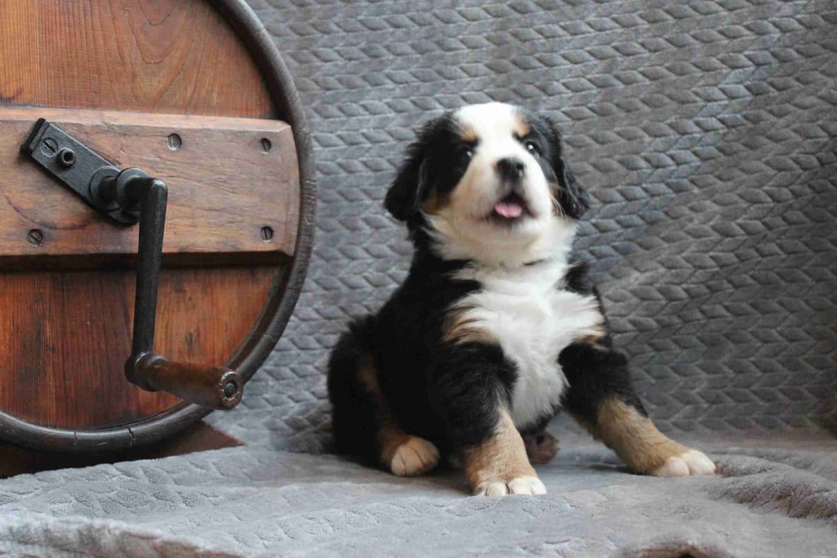 Alpenglow Mountain Dogs - Litter Reserved breeder image 9