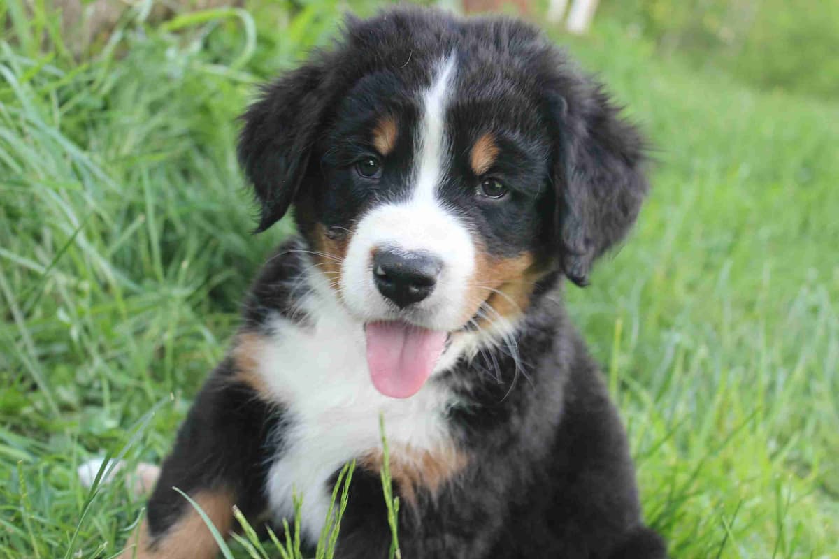 Alpenglow Mountain Dogs - Litter Reserved breeder image 10