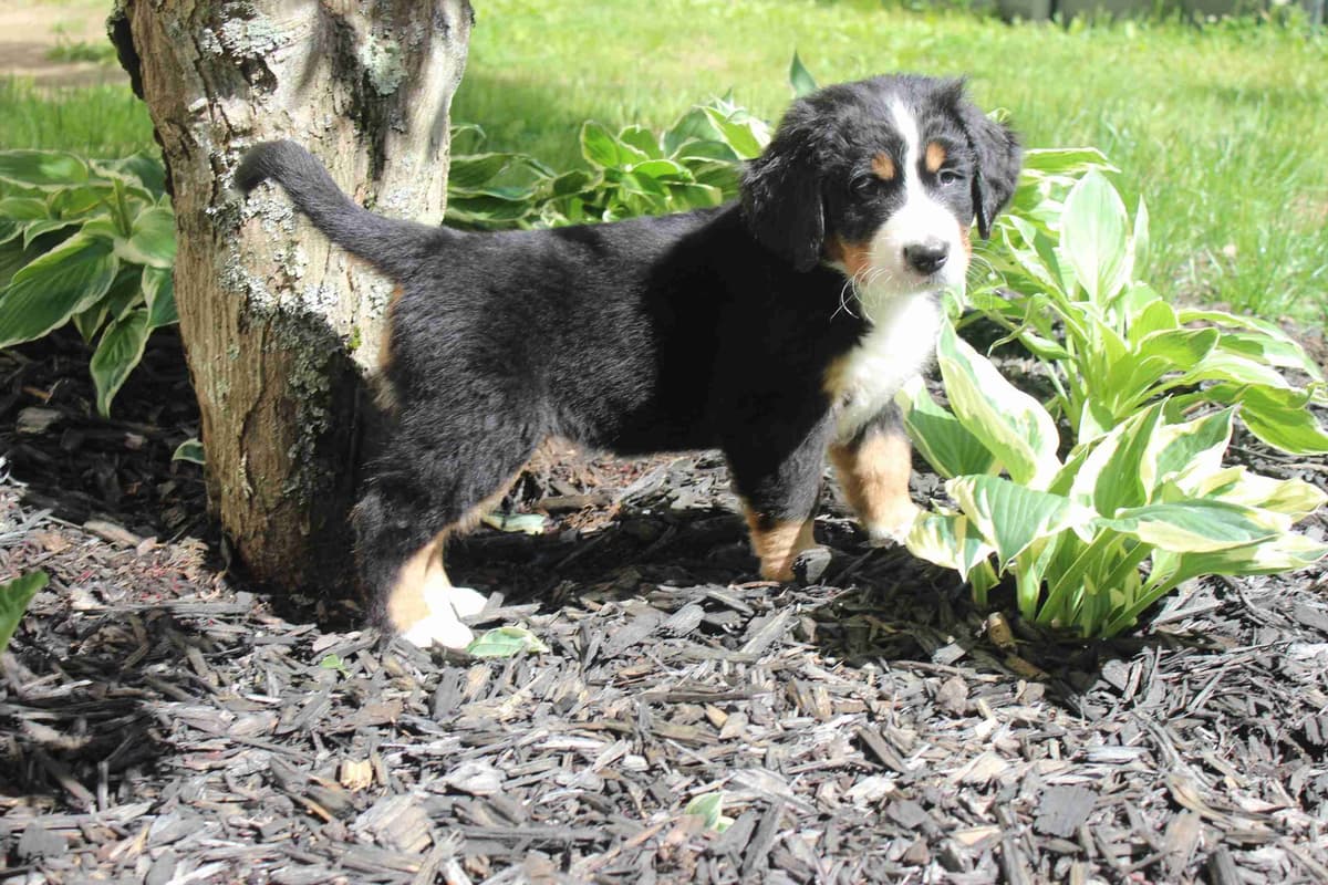 Alpenglow Mountain Dogs - Litter Reserved breeder image 2