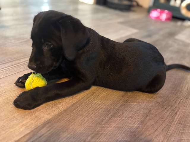 ADORABLE AKC BLACK LAB PUPPIES READY TO GO media 4