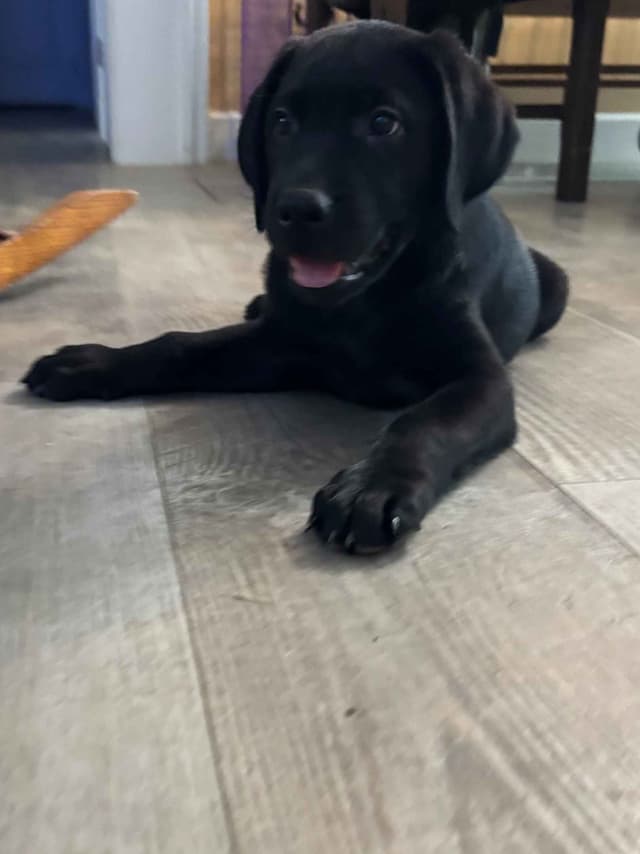 ADORABLE AKC BLACK LAB PUPPIES READY TO GO media 5
