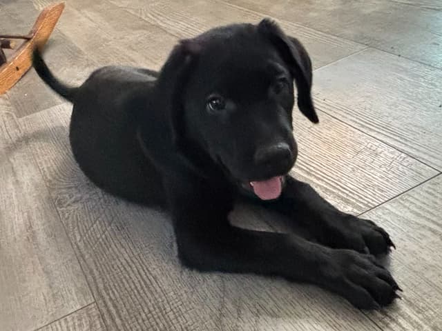 ADORABLE AKC BLACK LAB PUPPIES READY TO GO media 6