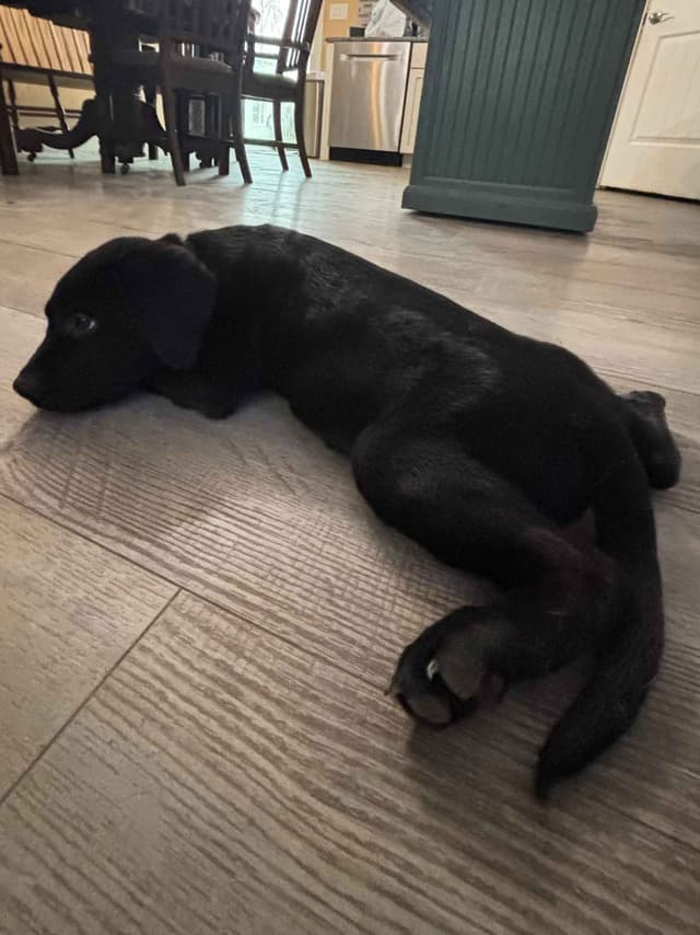 ADORABLE AKC BLACK LAB PUPPIES READY TO GO media 2