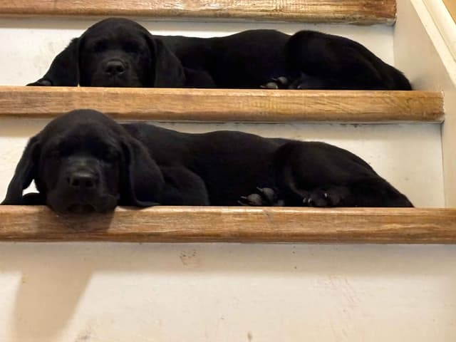 ADORABLE AKC BLACK LAB PUPPIES READY TO GO media 3