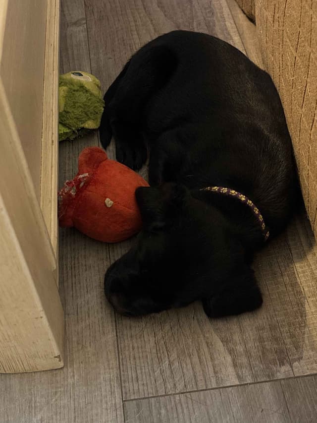 ADORABLE AKC BLACK LAB PUPPIES READY TO GO media 7