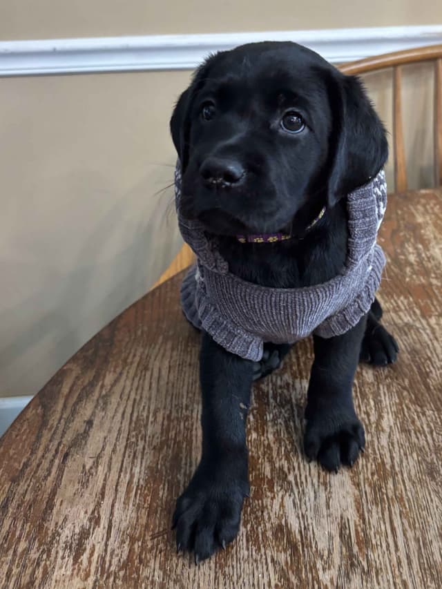 ADORABLE AKC BLACK LAB PUPPIES READY TO GO media 8