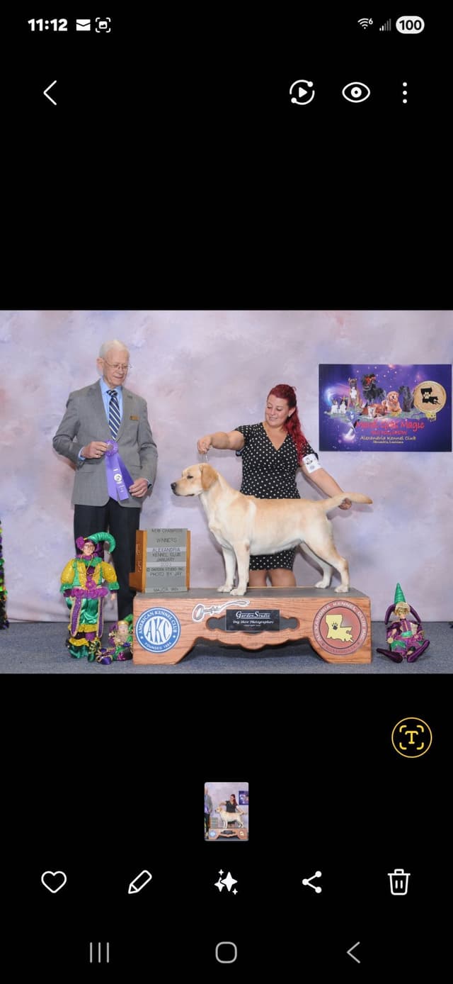 Labrador Retriever Puppies media 3
