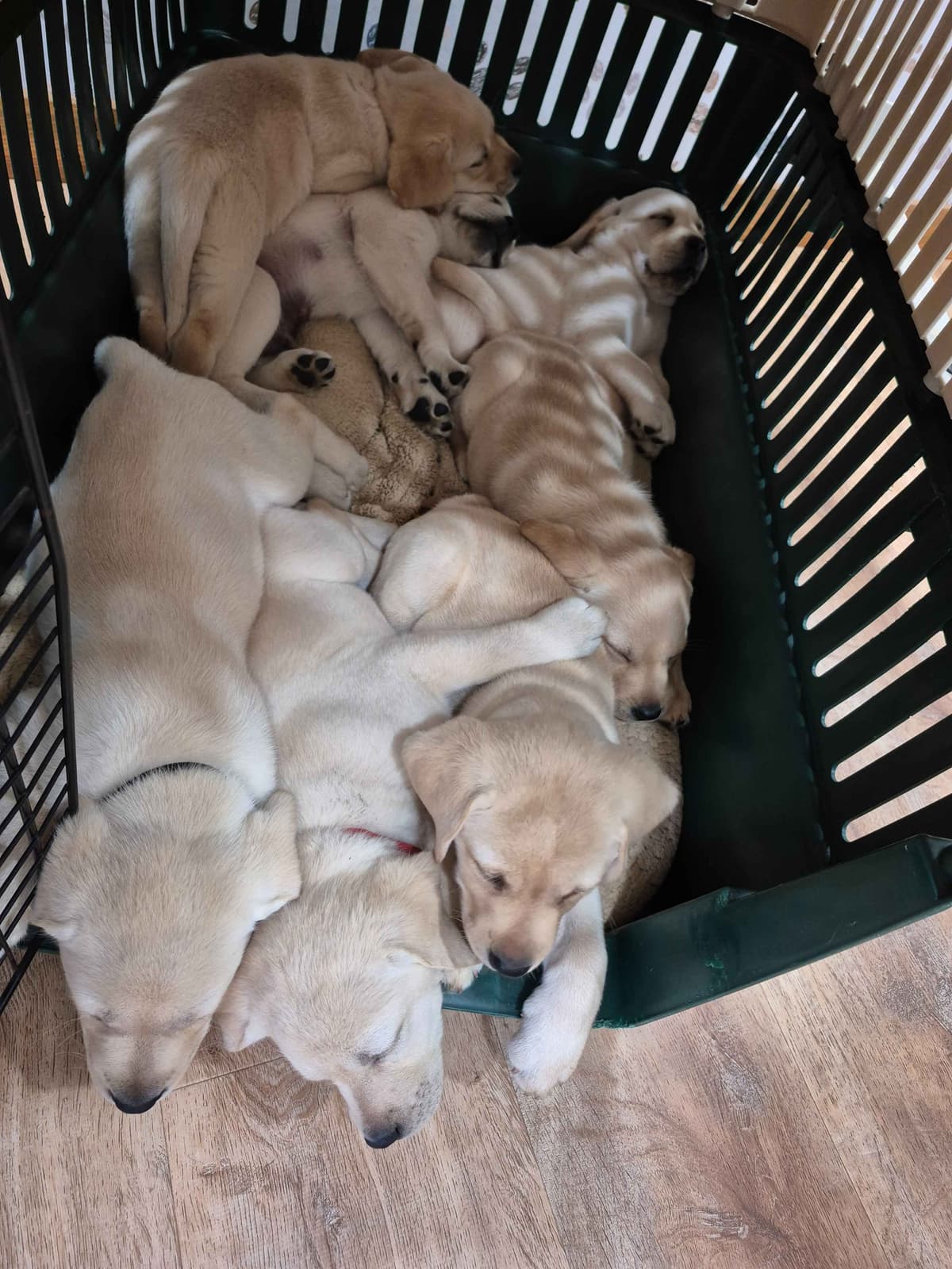 Labrador Retriever Puppies breeder image 1