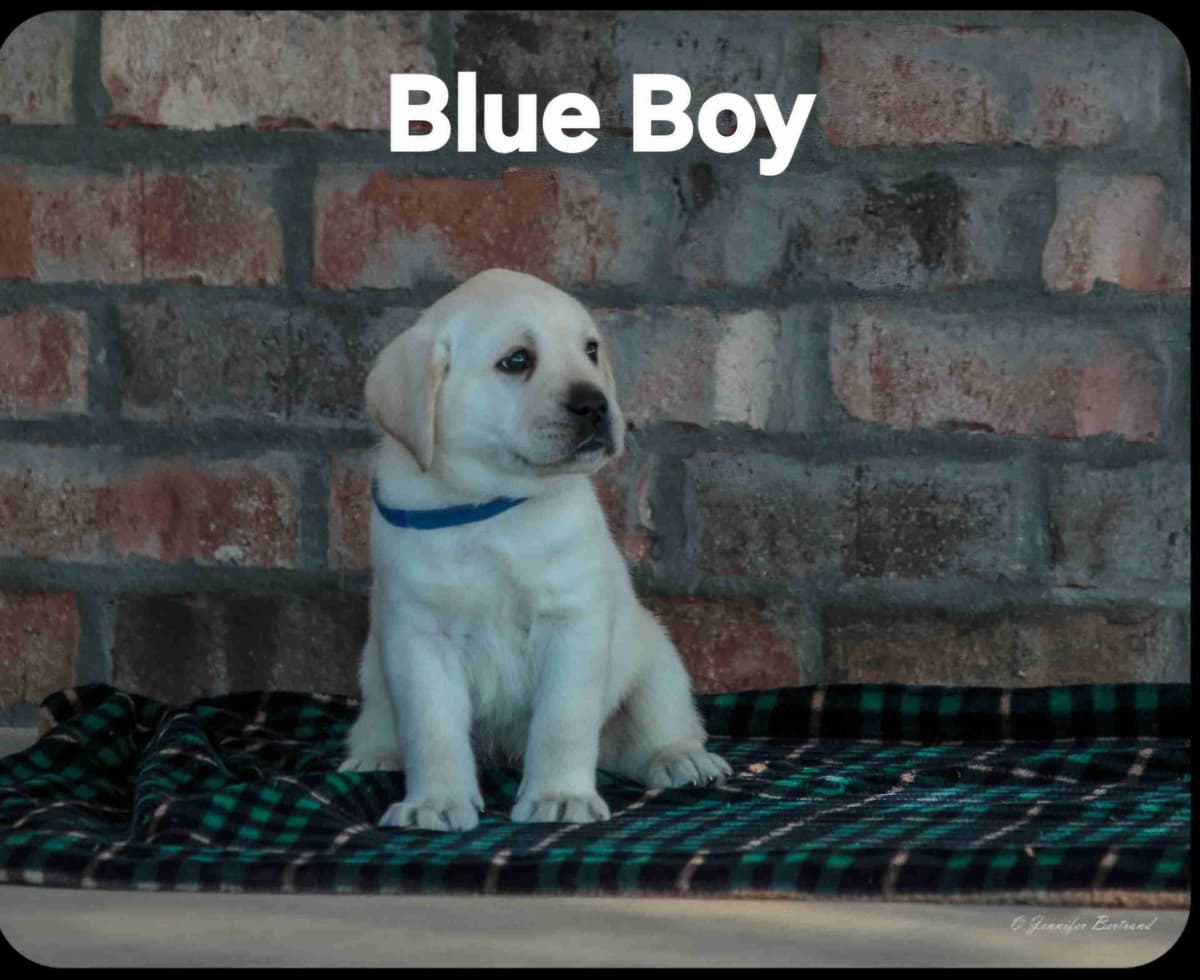 Labrador Retriever Puppies breeder image 3