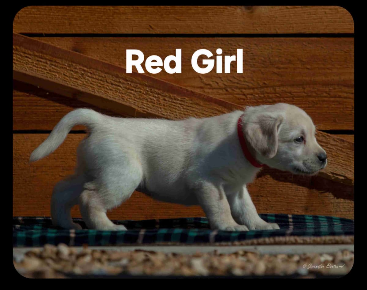 Labrador Retriever Puppies breeder image 10