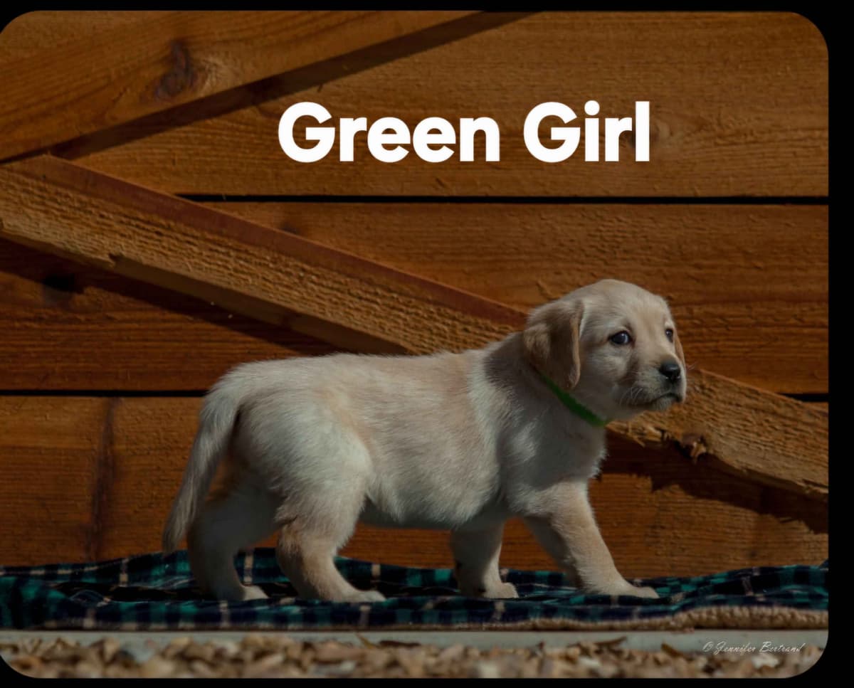 Labrador Retriever Puppies breeder image 7