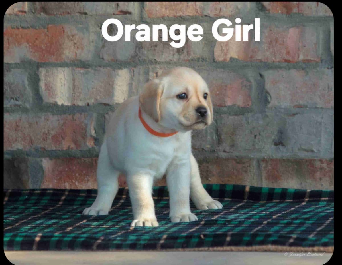 Labrador Retriever Puppies breeder image 5