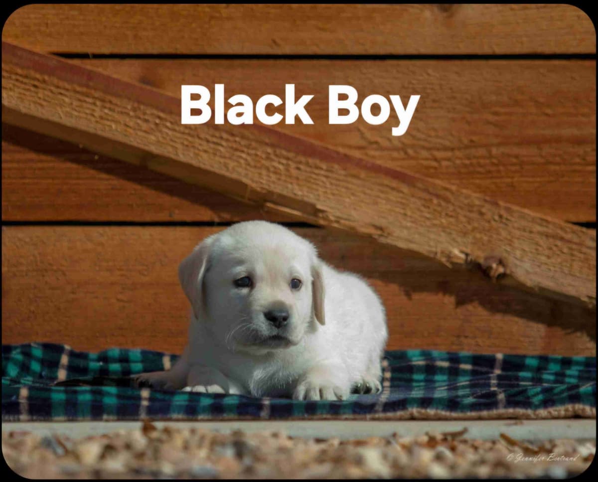 Labrador Retriever Puppies breeder image 9