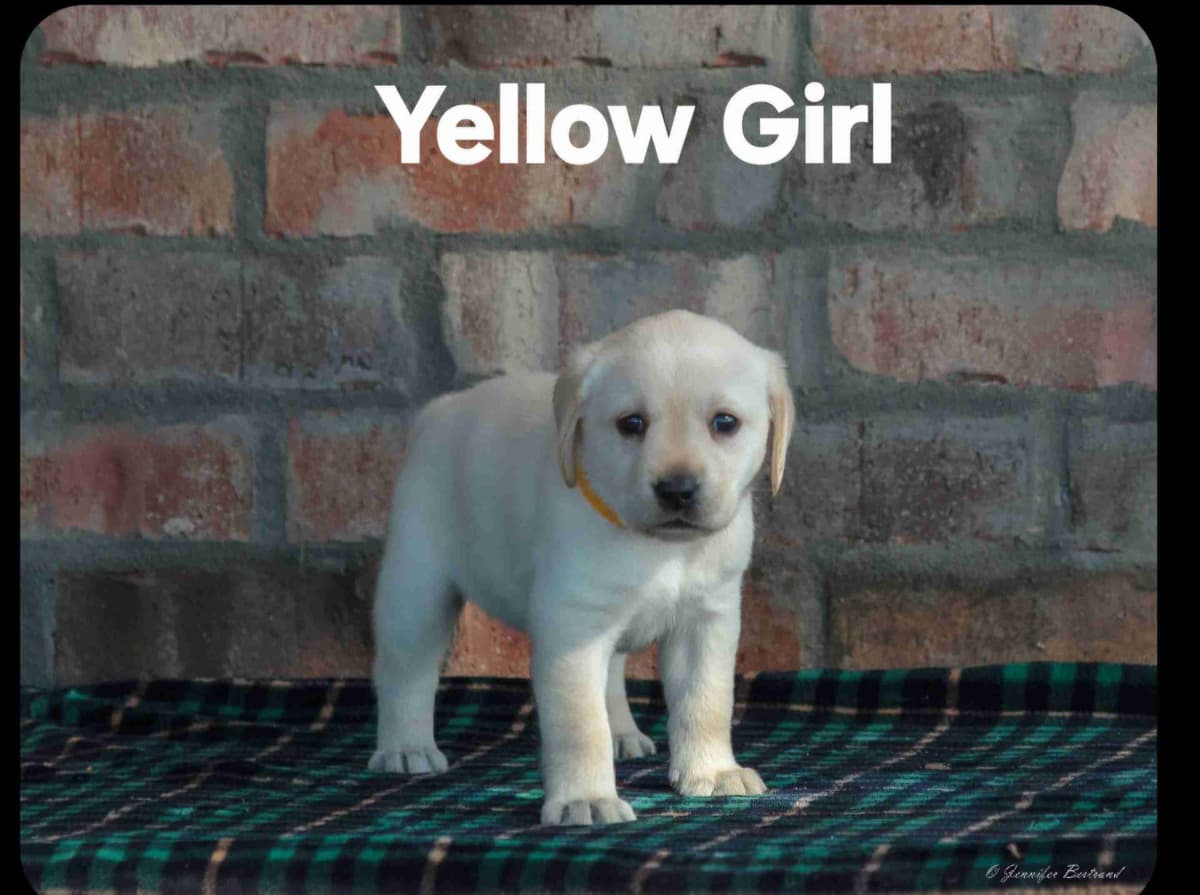 Labrador Retriever Puppies breeder image 4