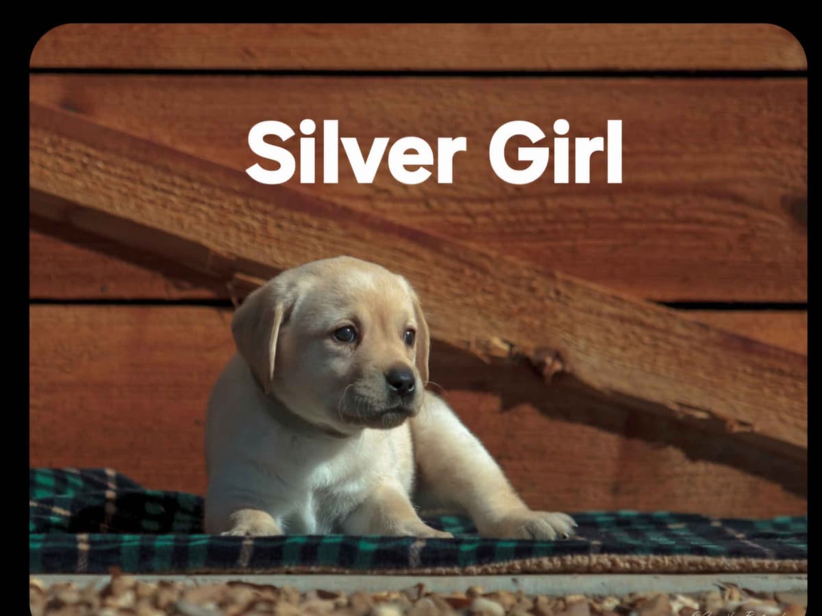 Labrador Retriever Puppies breeder image 6