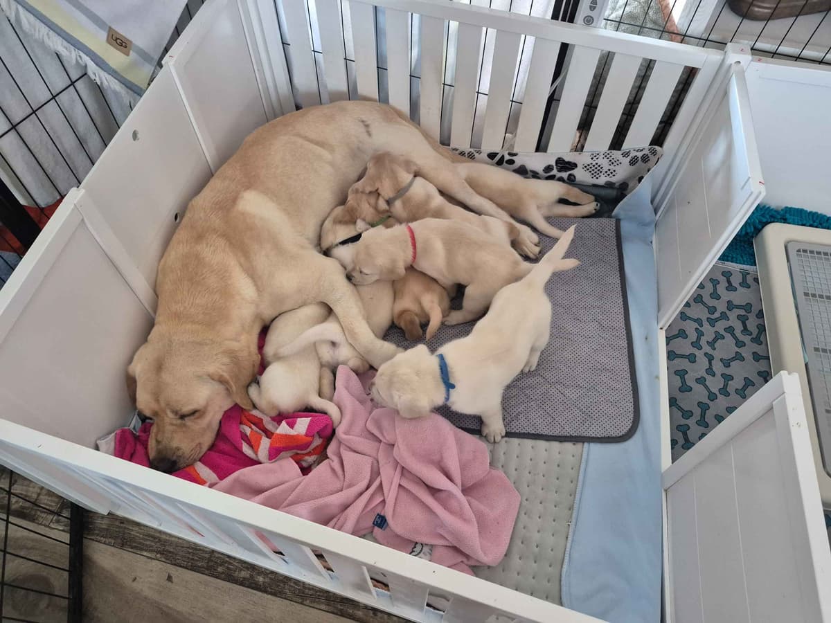 Labrador Retriever Puppies breeder image 8