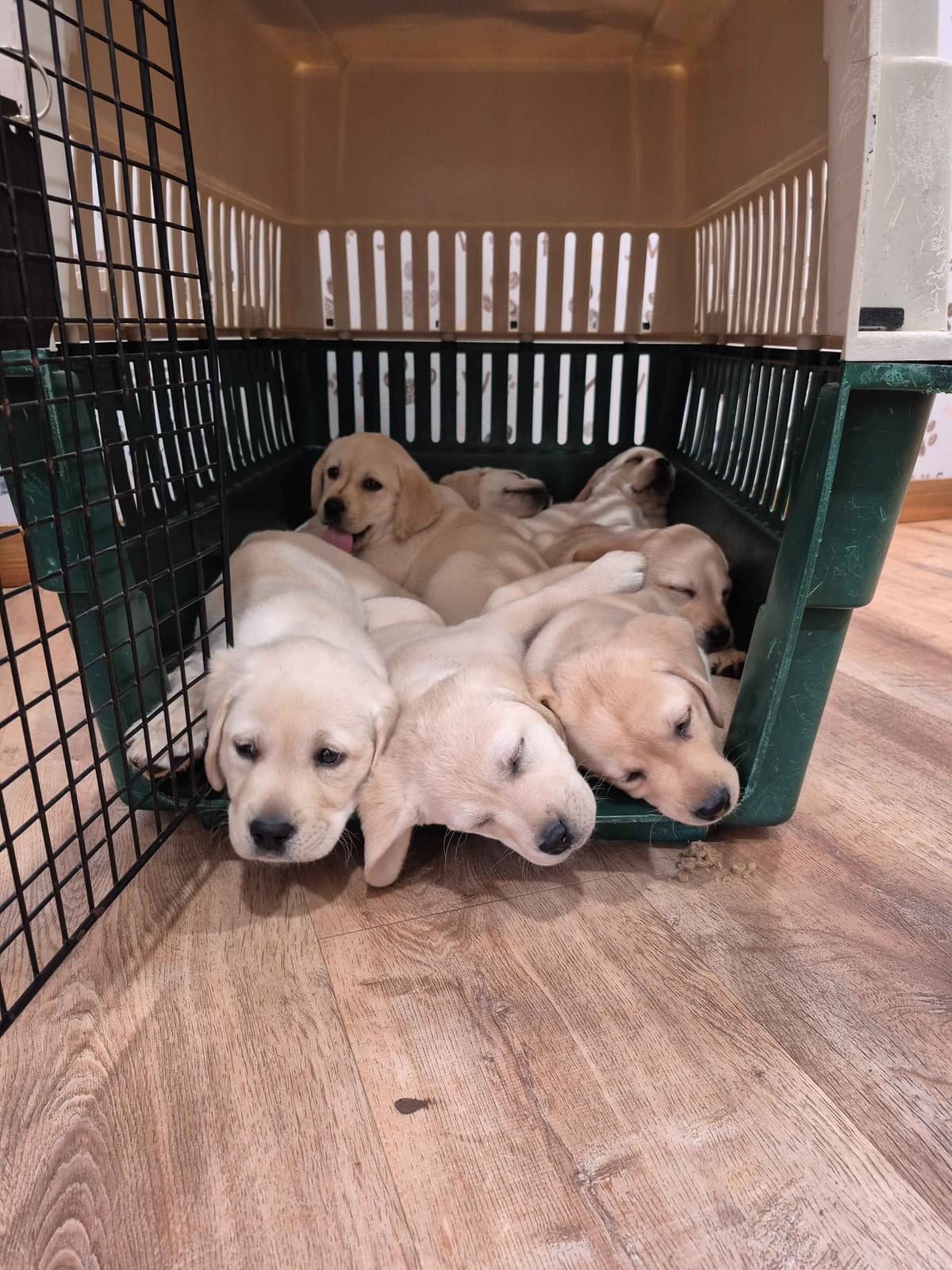 Labrador Retriever Puppies breeder image 11