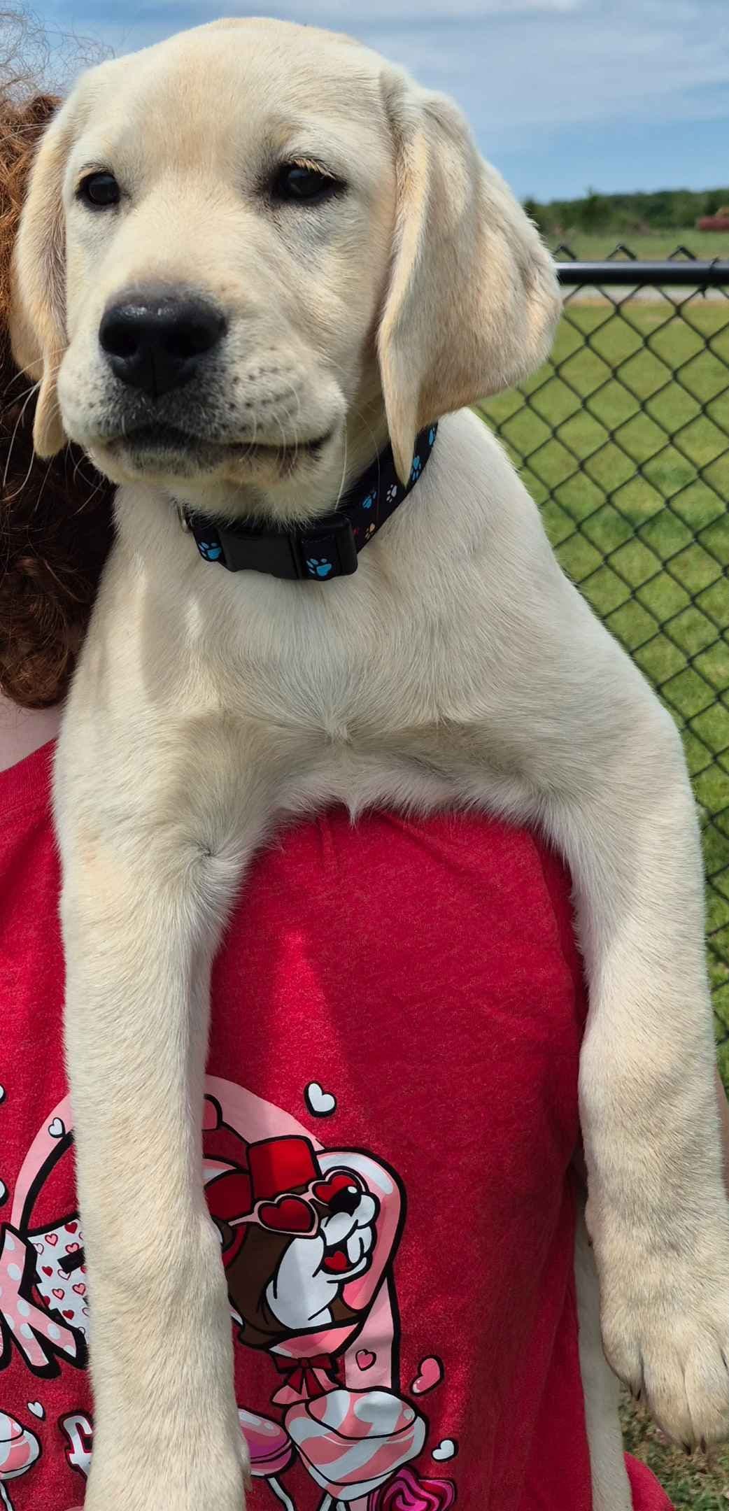 Labrador Retriever Puppies breeder image 14