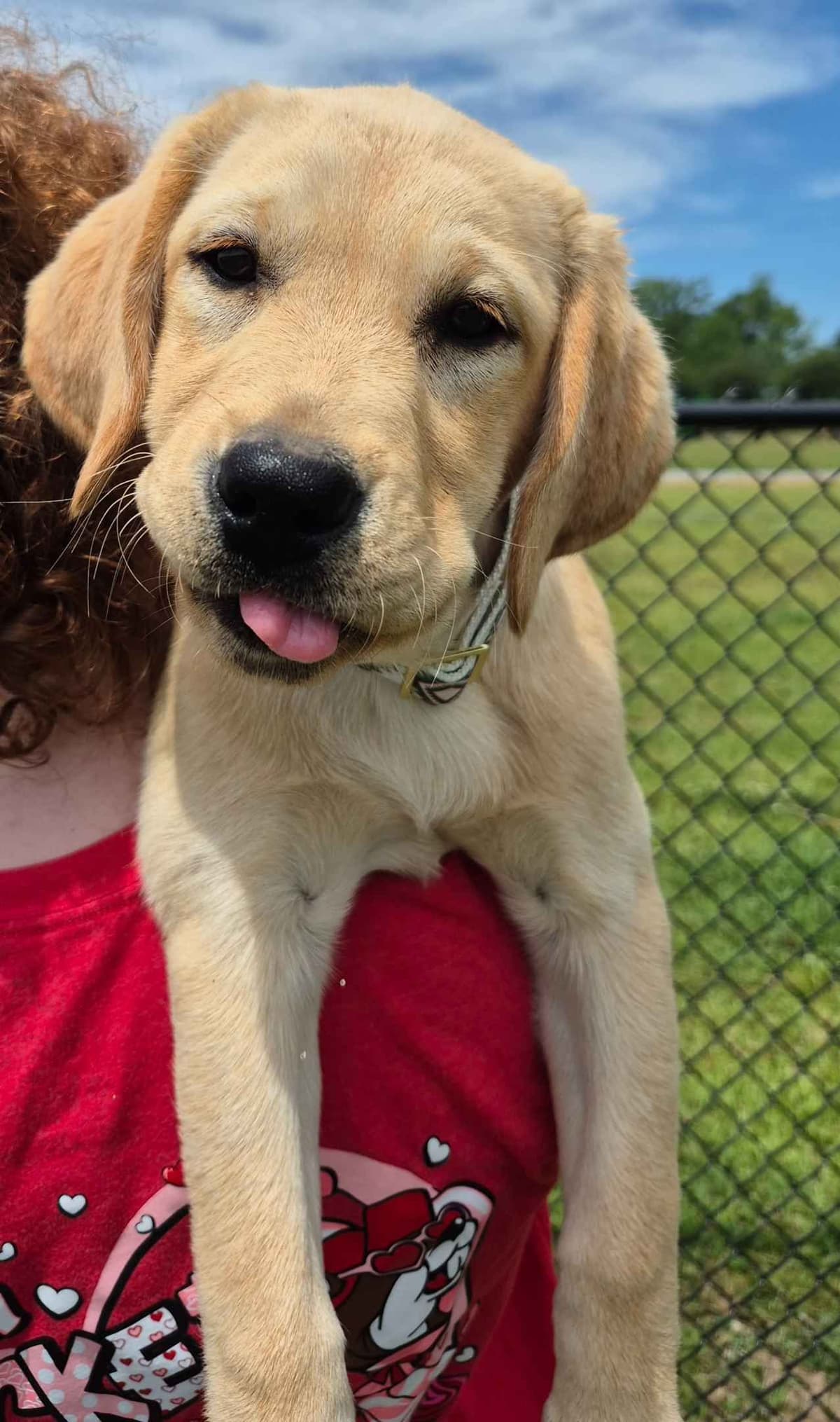 Labrador Retriever Puppies breeder image 15