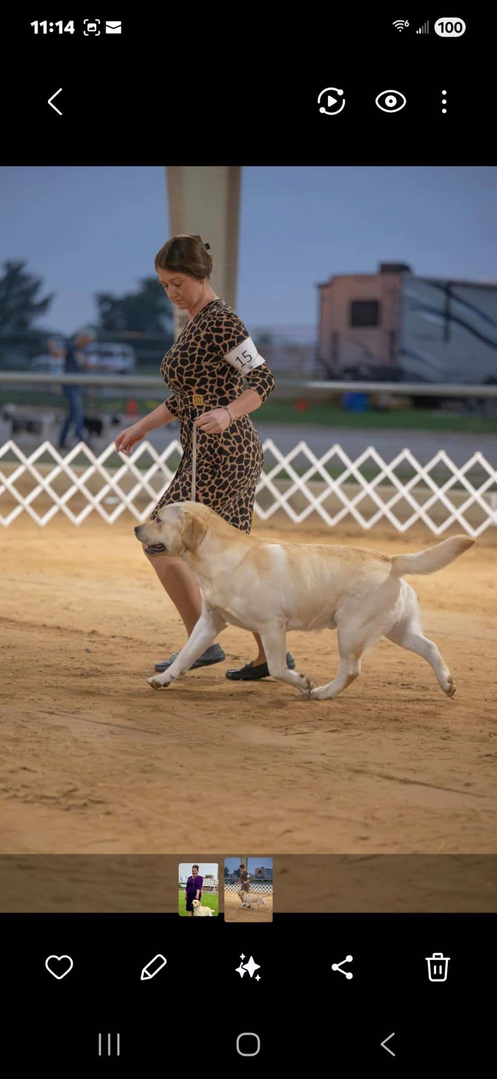 Labrador Retriever Puppies breeder image 18
