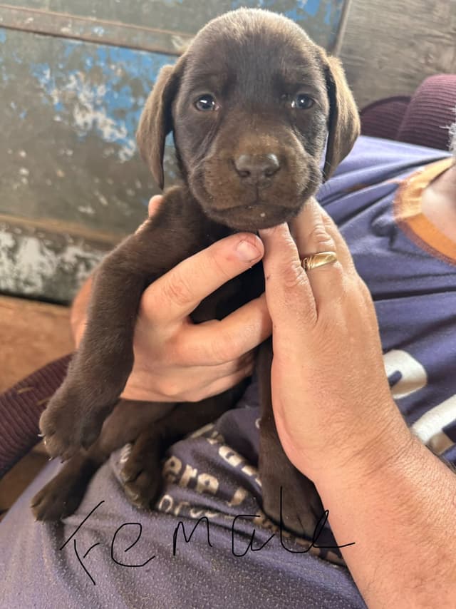 Labrador Retriever Puppies media 2