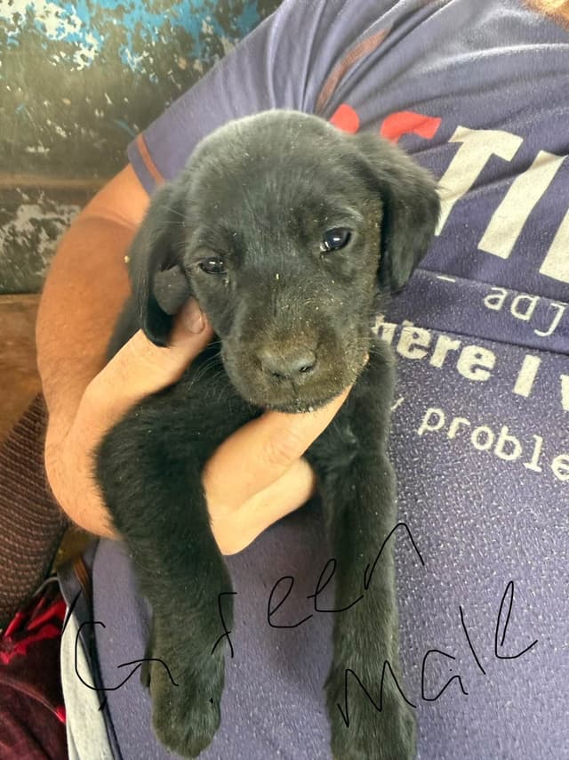 Labrador Retriever Puppies media 3