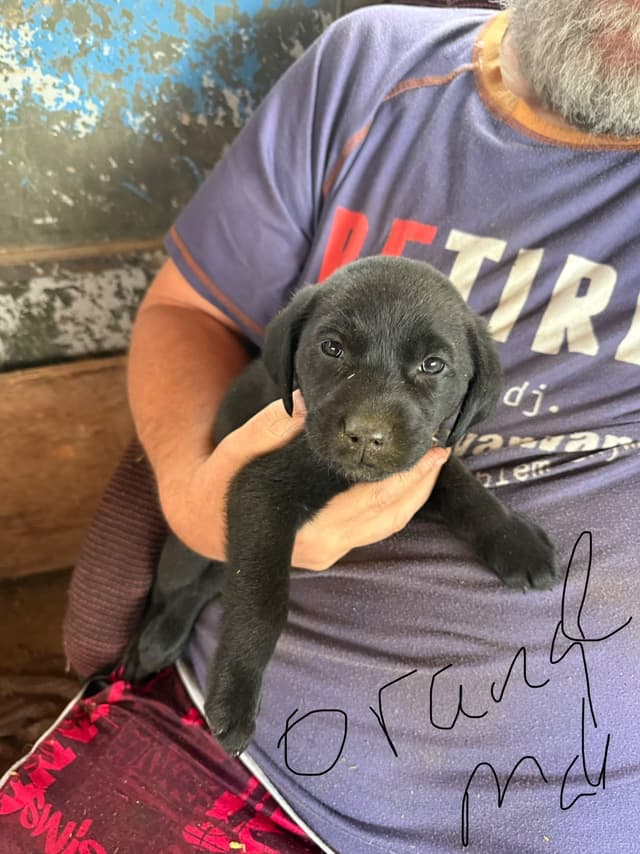Labrador Retriever Puppies media 4
