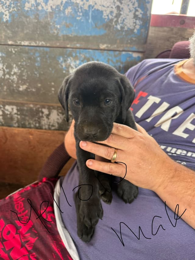Labrador Retriever Puppies media 5