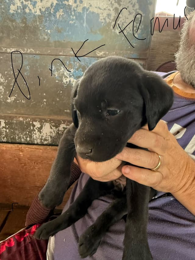 Labrador Retriever Puppies media 6
